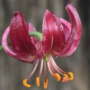 Port Wine - floret